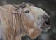 Takin - Irina Wall - Ãl auf Leinwand - Tiere - Naturalismus Takin - Irina Wall - Ãl auf Leinwand - Tiere - Naturalismus