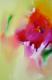 -Sommerduft- - Willi Mayerhofer - Acryl auf Leinwand - Stillleben - -Sommerduft- - Willi Mayerhofer - Acryl auf Leinwand - Stillleben -