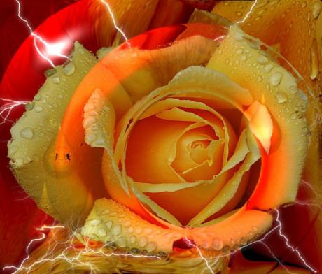Eine Rose - Roland Benner - Array auf - Array - Eine Rose - Roland Benner - Array auf - Array -
