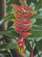 Heliconia - Claudia Diaz - Ãl auf Leinwand - Blumen-Wald - Figuration-Fotorealismus-Realismus Heliconia - Claudia Diaz - Ãl auf Leinwand - Blumen-Wald - Figuration-Fotorealismus-Realismus