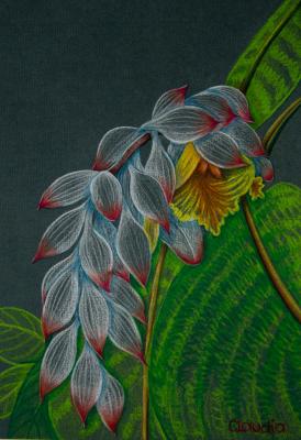 Exotische Blume 1 - Claudia Diaz - Array auf Array - Array - Exotische Blume 1 - Claudia Diaz - Array auf Array - Array -