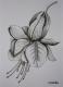Fuchsie - Claudia Diaz - Sonstiges auf Papier - Blumen - Fuchsie - Claudia Diaz - Sonstiges auf Papier - Blumen -