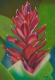 Exotische Blume 2 - Claudia Diaz - Pastell auf Pappe - Blumen - Fotorealismus-Naturalismus Exotische Blume 2 - Claudia Diaz - Pastell auf Pappe - Blumen - Fotorealismus-Naturalismus