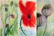 Mohnblumen - Helga Wickermann - Acryl auf Leinwand - Mohn - Gegenständlich Mohnblumen - Helga Wickermann - Acryl auf Leinwand - Mohn - Gegenständlich
