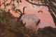 Bock - Marina Schneider - Acryl auf - Wildtiere-Berge-See-Abend-Sonnenuntergang - Bock - Marina Schneider - Acryl auf - Wildtiere-Berge-See-Abend-Sonnenuntergang -