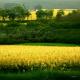 Rapsfeld - Anke Brehm - - auf - Landwirtschaft-Landschaft - Rapsfeld - Anke Brehm - - auf - Landwirtschaft-Landschaft -