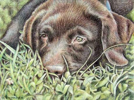 Müder Labbi-Welpe - Nicole Zeug - Array auf - Array - Müder Labbi-Welpe - Nicole Zeug - Array auf - Array -