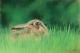 Mein Name ist Hase... - Renate Dohr - Pastell auf Pappe-Papier - Wildtiere - Gegenständlich-Naturalismus-Realismus Mein Name ist Hase... - Renate Dohr - Pastell auf Pappe-Papier - Wildtiere - Gegenständlich-Naturalismus-Realismus