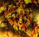 fractal art - Udo W. Klingbeil - DigitaleKunst-Fraktalkunst auf - Abstrakt-Fantastisch-Mystik - fractal art - Udo W. Klingbeil - DigitaleKunst-Fraktalkunst auf - Abstrakt-Fantastisch-Mystik -