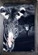Zebra - mike . mairhofer - Acryl auf Leinwand - Tiere - Zebra - mike . mairhofer - Acryl auf Leinwand - Tiere -