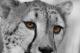 Augen - Stefan Sander - - auf - Raubkatzen - Augen - Stefan Sander - - auf - Raubkatzen -