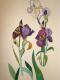 Lilien - Sylvia Rudolph - Mischtechnik auf Papier - Blumen - Lilien - Sylvia Rudolph - Mischtechnik auf Papier - Blumen -