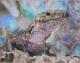 The old lizard - Markus Frommlet - Pastell auf Papier - Wildtiere - Realismus The old lizard - Markus Frommlet - Pastell auf Papier - Wildtiere - Realismus
