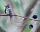 Bird n.4 - Rebecca Tecla - Ãl auf - - Bird n.4 - Rebecca Tecla - Ãl auf - -