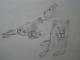 3 Löwen - Sylvia Rudolph - Bleistift auf - Raubkatzen - 3 Löwen - Sylvia Rudolph - Bleistift auf - Raubkatzen -