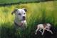 Tiergemälde vom Foto - Jessica Weber - Ãl auf Leinwand - Hunde - Realismus Tiergemälde vom Foto - Jessica Weber - Ãl auf Leinwand - Hunde - Realismus
