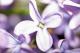 Blüte - Farbschatten Fotografie - auf - Blumen - Blüte - Farbschatten Fotografie - auf - Blumen -