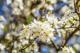 Frühling - Farbschatten Fotografie - auf - Blumen - Frühling - Farbschatten Fotografie - auf - Blumen -