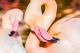 Flamingos - Farbschatten Fotografie - auf - Vögel - Flamingos - Farbschatten Fotografie - auf - Vögel -