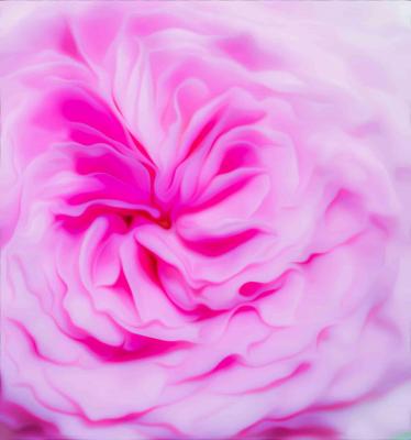 Rose - Farbschatten Fotografie - Array auf - Array - Rose - Farbschatten Fotografie - Array auf - Array -