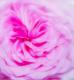 Rose - Farbschatten Fotografie - DigitaleKunst auf - Rosen - Rose - Farbschatten Fotografie - DigitaleKunst auf - Rosen -