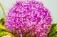 Blütenmeer - Farbschatten Fotografie - DigitaleKunst auf - Blumen - Blütenmeer - Farbschatten Fotografie - DigitaleKunst auf - Blumen -