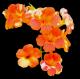 Japanische Hängetrompete - Farbschatten Fotografie - DigitaleKunst auf - Blumen - Japanische Hängetrompete - Farbschatten Fotografie - DigitaleKunst auf - Blumen -