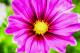 Büte - Farbschatten Fotografie - DigitaleKunst auf - Blumen - Büte - Farbschatten Fotografie - DigitaleKunst auf - Blumen -