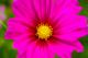 Blütenmeer - Farbschatten Fotografie - auf - Blumen - Blütenmeer - Farbschatten Fotografie - auf - Blumen -