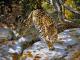 Leoparden - Admir Gabela - Ãl auf - - Leoparden - Admir Gabela - Ãl auf - -