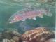 Fisch im Wasser - Admir Gabela - Ãl auf - - Fisch im Wasser - Admir Gabela - Ãl auf - -