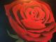 Rose der Liebe - Edith Merkelbach-Gilgen - Ãl auf Leinwand - Rosen - Realismus Rose der Liebe - Edith Merkelbach-Gilgen - Ãl auf Leinwand - Rosen - Realismus