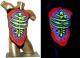 body 3D - Sandra Altmann - auf - Sonstiges - body 3D - Sandra Altmann - auf - Sonstiges -