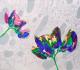 wicken - Sabine Kaufmann - Acryl auf Leinwand - Blumen - wicken - Sabine Kaufmann - Acryl auf Leinwand - Blumen -