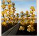 Herbst - Desiree Bernhard - auf - Fantastisch-Mystik-Bäume-Wald-Sonstiges - Herbst - Desiree Bernhard - auf - Fantastisch-Mystik-Bäume-Wald-Sonstiges -