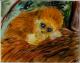 kleines Babyäffchen - Desiree Bernhard - auf - Wildtiere-Sonstiges-Stimmungen - kleines Babyäffchen - Desiree Bernhard - auf - Wildtiere-Sonstiges-Stimmungen -