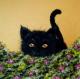 Neugieriges Kätzchen - Desiree Bernhard - auf - Katzen-Sonstiges - Neugieriges Kätzchen - Desiree Bernhard - auf - Katzen-Sonstiges -