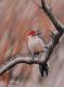 Bird n.8 - Rebecca Tecla - Ãl auf - Tiere - Bird n.8 - Rebecca Tecla - Ãl auf - Tiere -