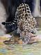 --- - Rebecca Tecla - Ãl auf - Wildtiere - --- - Rebecca Tecla - Ãl auf - Wildtiere -