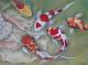 \Dream & fantasy \ series - Rebecca Tecla - Ãl auf - - Surrealismus \Dream & fantasy \ series - Rebecca Tecla - Ãl auf - - Surrealismus