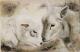 Freunde - Beatrice Gugliotta - Acryl auf Leinwand - Tiere - Naturalismus Freunde - Beatrice Gugliotta - Acryl auf Leinwand - Tiere - Naturalismus