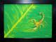 Skorpion - mike . mairhofer - Acryl auf Leinwand - - Skorpion - mike . mairhofer - Acryl auf Leinwand - -
