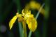Blume - Frank Schulte - auf - Blumen - Blume - Frank Schulte - auf - Blumen -