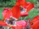 Rote Blume - Frank Schulte - auf - Blumen - Rote Blume - Frank Schulte - auf - Blumen -