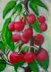 ---Kirschenzeit - Elisabeth Willner - Acryl auf Leinwand - Bäume - Naturalismus ---Kirschenzeit - Elisabeth Willner - Acryl auf Leinwand - Bäume - Naturalismus