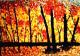 Herbstwald - Jennifer Ntouranidis - auf - Abstrakt-Wald - Herbstwald - Jennifer Ntouranidis - auf - Abstrakt-Wald -