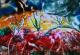 Kosmische Blumen - Aagje Fama - auf - Fantastisch-Landschaft-Frühling - Abstrakt Kosmische Blumen - Aagje Fama - auf - Fantastisch-Landschaft-Frühling - Abstrakt