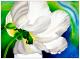 WeiÃe Blume - Ramona Boehme - Ãl auf Leinwand - Blumen - WeiÃe Blume - Ramona Boehme - Ãl auf Leinwand - Blumen -