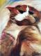 König Boogy - Laura Schwarz - Ãl auf Leinwand - Katzen - Expressionismus-Gegenständlich-Naturalismus-Realismus König Boogy - Laura Schwarz - Ãl auf Leinwand - Katzen - Expressionismus-Gegenständlich-Naturalismus-Realismus