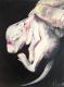 Embryo - Laura Schwarz - Ãl auf Leinwand - Haustiere-Wildtiere - Gegenständlich-Naturalismus-Realismus Embryo - Laura Schwarz - Ãl auf Leinwand - Haustiere-Wildtiere - Gegenständlich-Naturalismus-Realismus